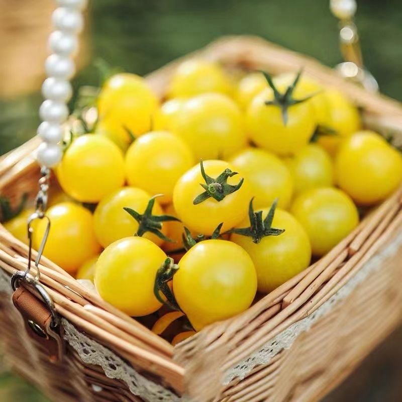 超甜新鲜黄色圣女果夏日阳光小番茄迷恋圣女果樱桃小柿子顺丰 橙色