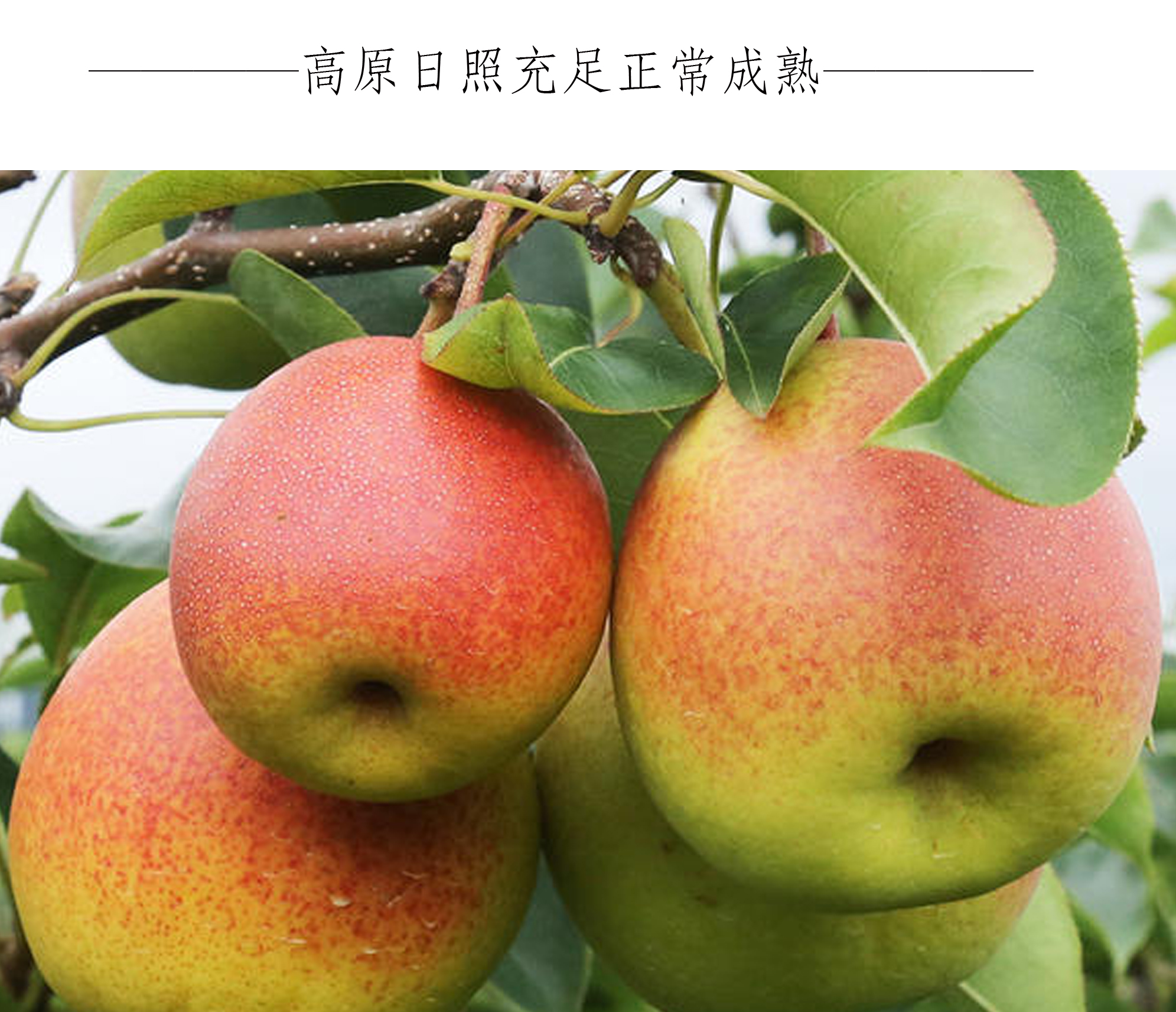 恬女神云南火把梨高原小红梨酸甜新鲜水果小酥梨水果1500g大果