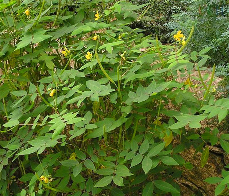 花玲瓏蛇滅門種子鳳凰草驅蛇奇花驅蟲驅蚊草種子滅蛇草籽望江南蛇滅門