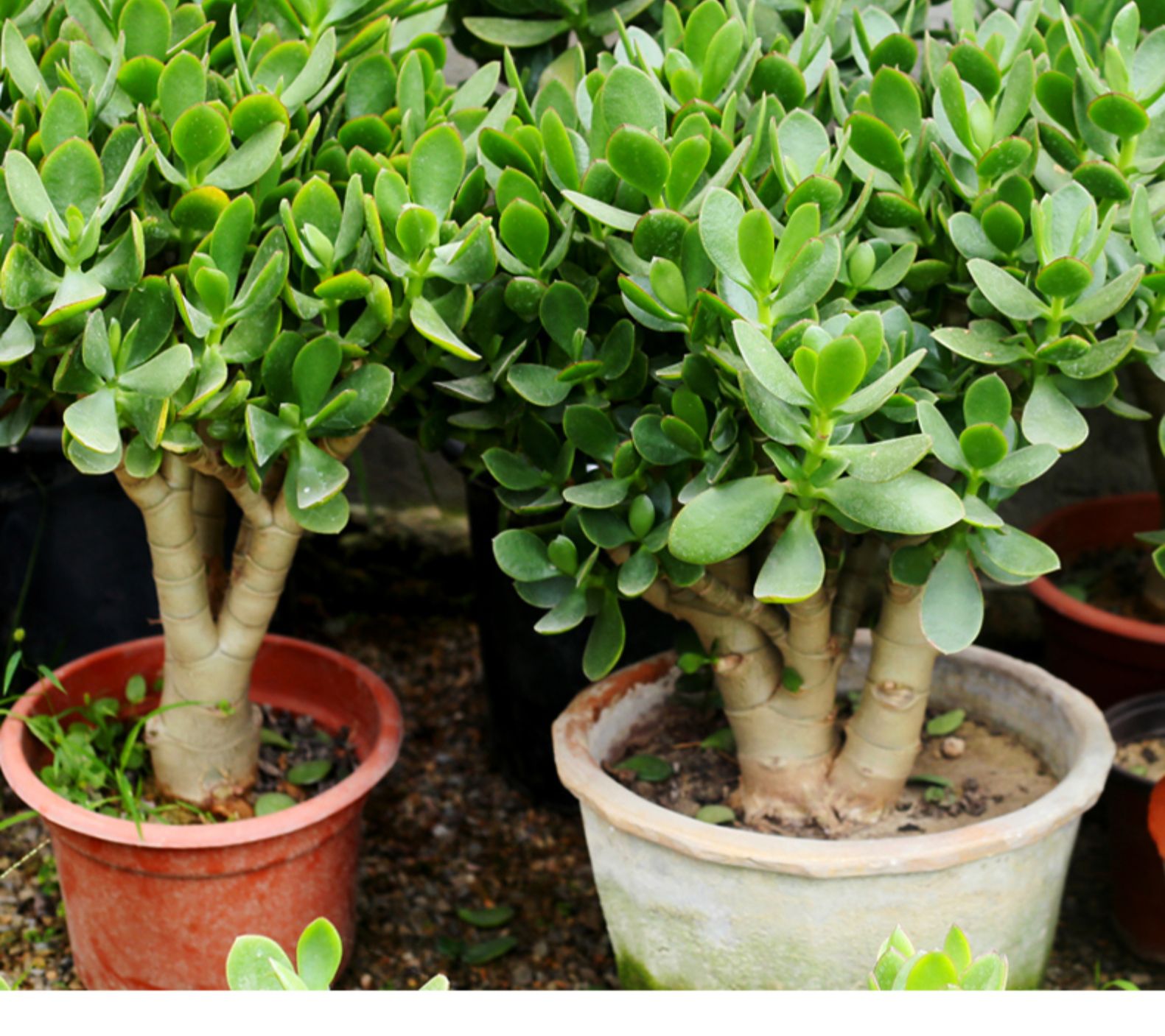 老桩多肉植物室内客厅四季常绿好养燕子掌亚灌木绿植花卉 玉树3年苗