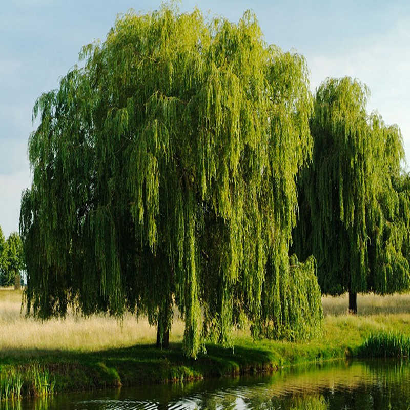 黄金柳金丝垂柳小苗柳树枝条垂杨柳树苗垂柳苗竹柳树苗行道苗木垂柳3
