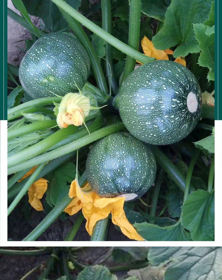 观赏兼食用农家菜园易种植南瓜籽 珍珠一串铃南瓜种子原厂包装1袋