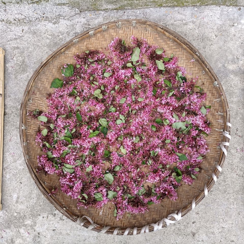 臭牡丹中药原材料贵州矮桐子臭牡丹根茎叶花2021新品干货干净无杂