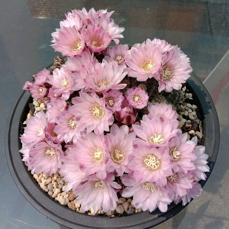 开花罗星丸仙人球裸萼球属群生多头易群花阳台盆栽多肉植物 黄金荷花