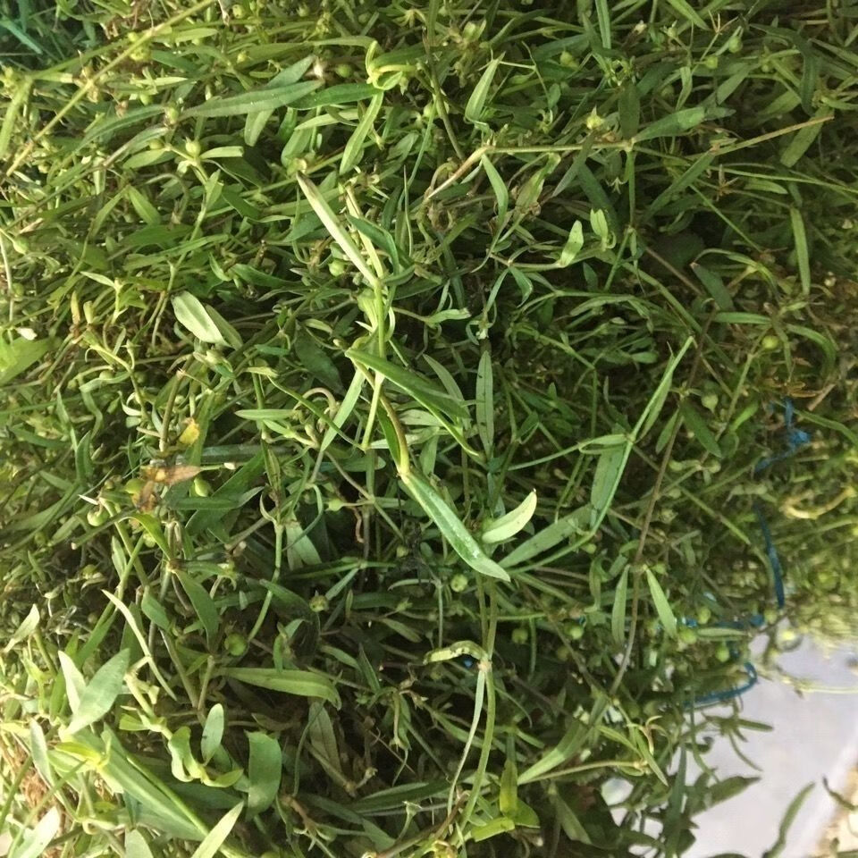 伟博阑尾y新鲜草药白花蛇舌草蛇舌草 羊须草可搭半枝莲铁树叶 500g