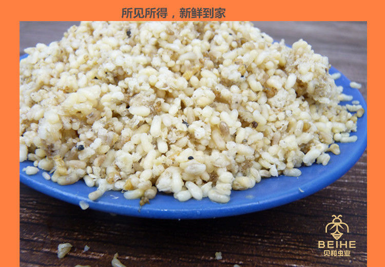 花初醒蚂蚁蛋新鲜蚂蚁卵大黑蚂蚁籽高蛋白食用昆虫贝和虫业花初醒伟博