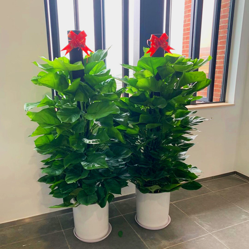 6-1.8米黑螺纹绿萝柱 超大绿萝 含盆【图片 价格 品牌 报价】-京东