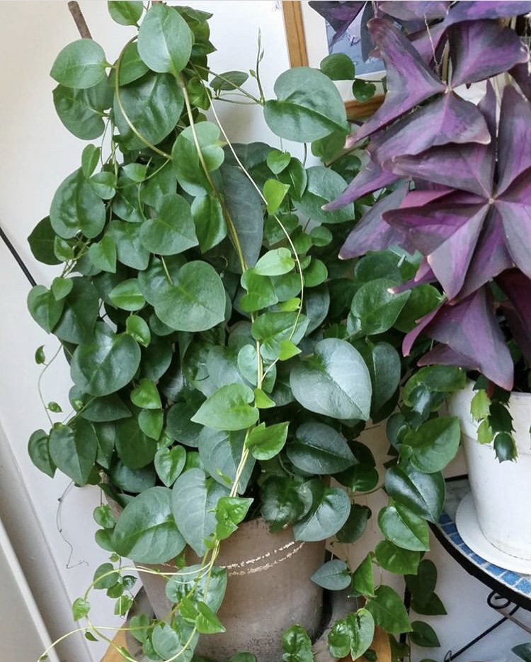 藤三七盆栽四季常青阳台蔬菜爬藤植物花卉绿植庭院植物墙多肉植物 藤