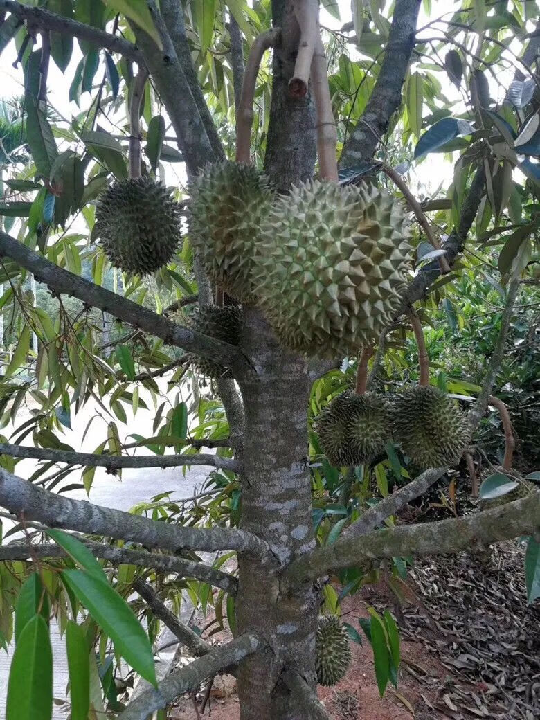 貓山王榴蓮(4年苗)種植一年結果【圖片 價格 品牌 報價】-京東