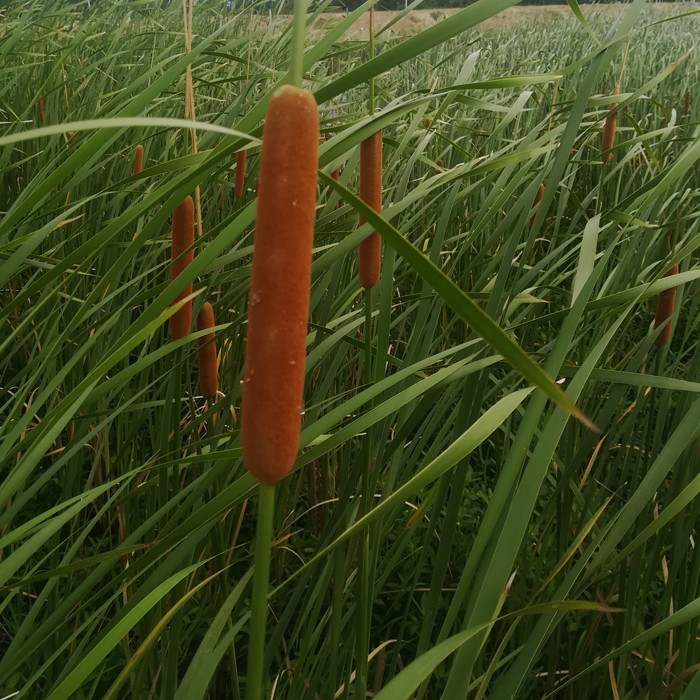 【新品】12支 蒲棒 香蒲草 水蜡烛 真花干花干枝干草插花装饰摆饰摄影