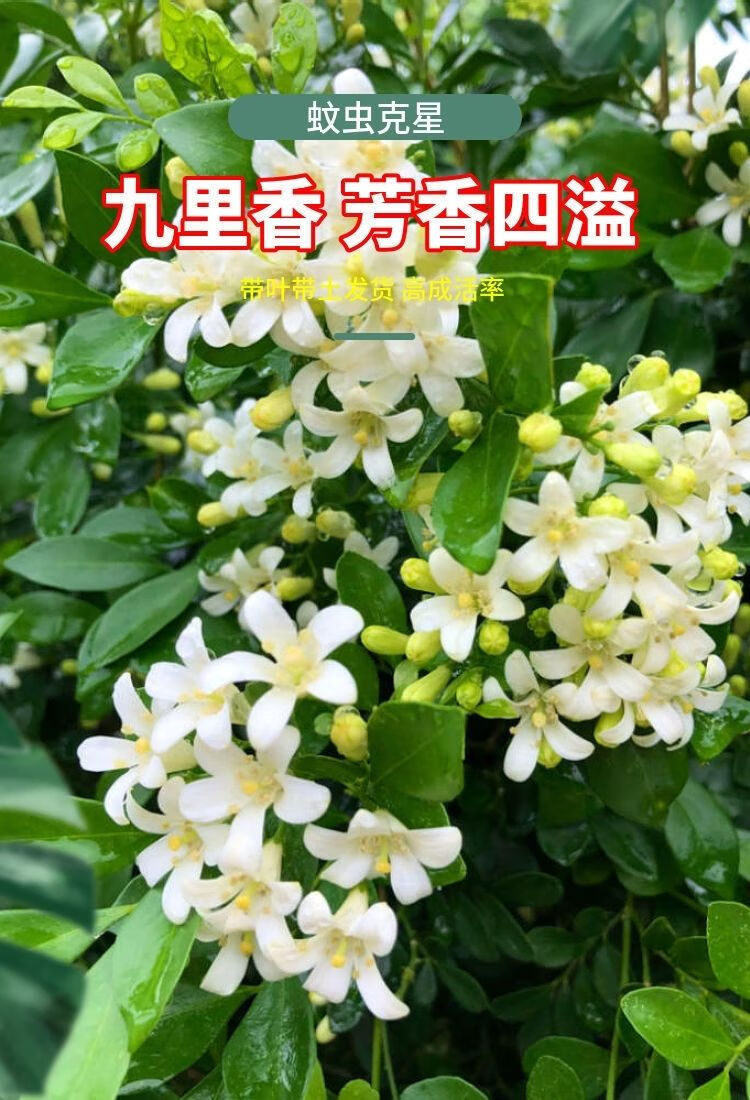 精选九里香盆栽绿植盆栽吸七里香苗开花香气袭人驱蚊植物阳台庭院20cm