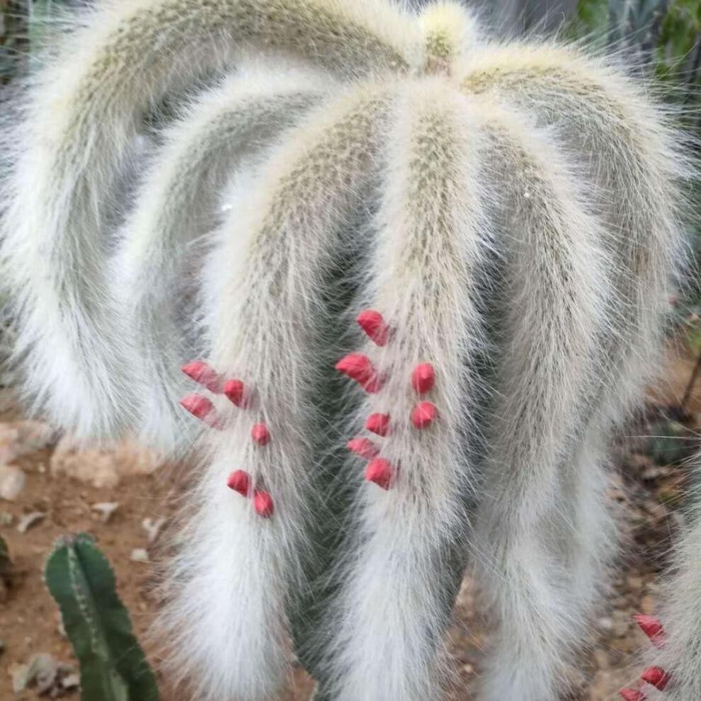 界梁山九尾狐多肉植物 猴尾柱 软毛猴尾巴 垂吊软毛 仙人掌多肉植物