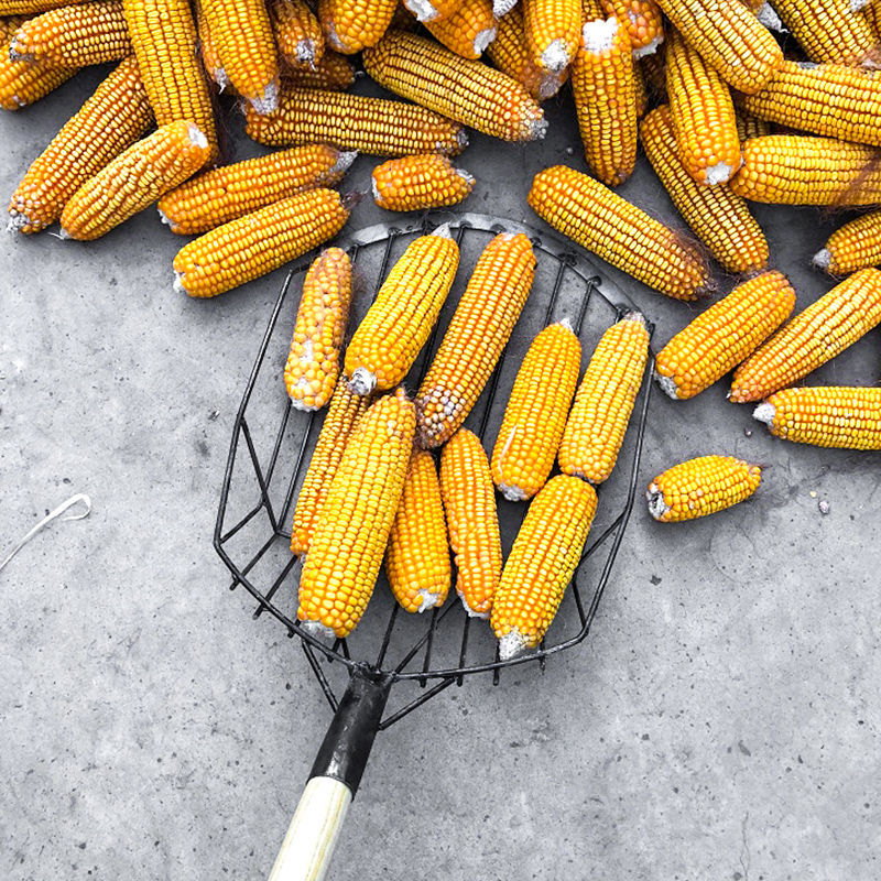 东北装玉米锹抖音同款木柄大号铲子屯苞米棒子钢叉子焦炭农用工具