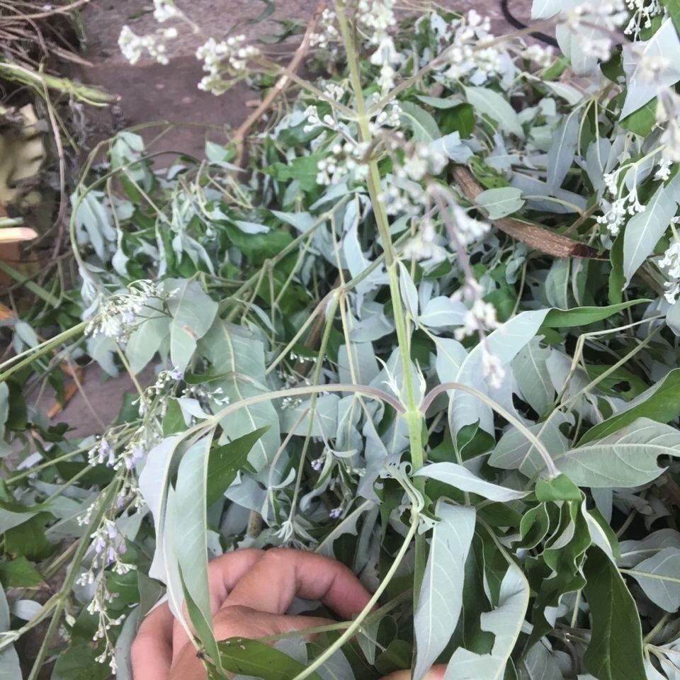 有仁堂 新鲜草药五指风 布荆 荆芥月子洗澡好料 500g【图片 价格 品牌