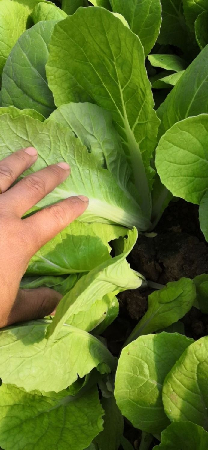 现挖鲜嫩新鲜小白菜蔬菜小青菜青菜四季脆甜青菜3斤小白菜
