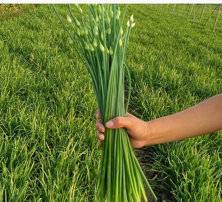 韭苔种子 苔韭种籽春季富久一号多年生四季菜种孑韭菜花籽 富韭一号