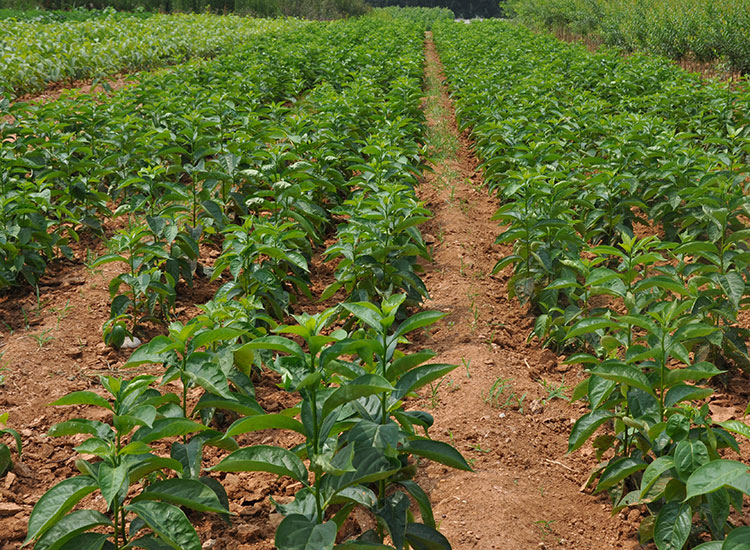 柿子树苗嫁接脆柿子树苗果树苗南方北方种植盆栽地栽火晶柿磨盘无核脆