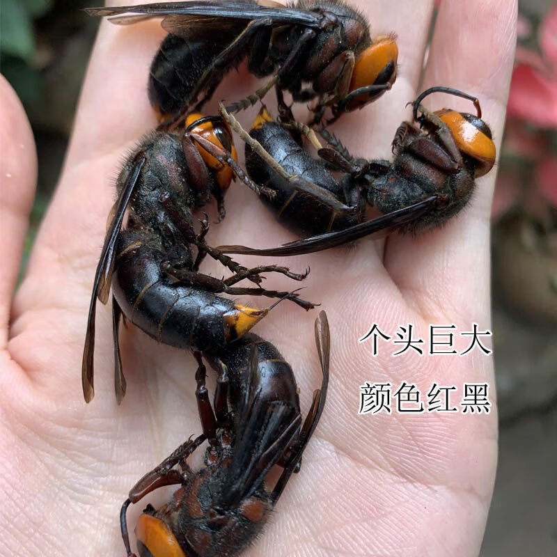 伟博地龙蜂活蜂现泡现发大红头蜂比金环大虎头蜂大马蜂胡蜂大黑蜂红娘