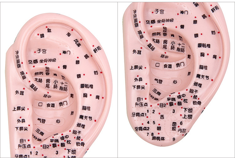 访客 清晰刻字耳模型耳穴模型按摩针灸教学穴位耳穴人体反射区耳朵