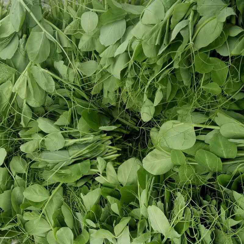 农家新鲜露天豌豆尖豌豆苗时令蔬菜龙须菜煮汤下火锅豌豆叶豌豆头3斤