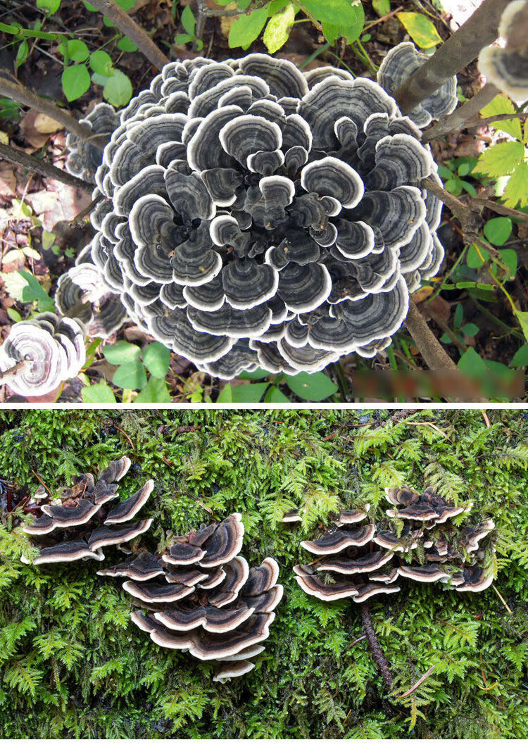 伟博云南野生云芝黄云芝灰芝杂色云芝云南深山整枝灵芝500g食药用菌