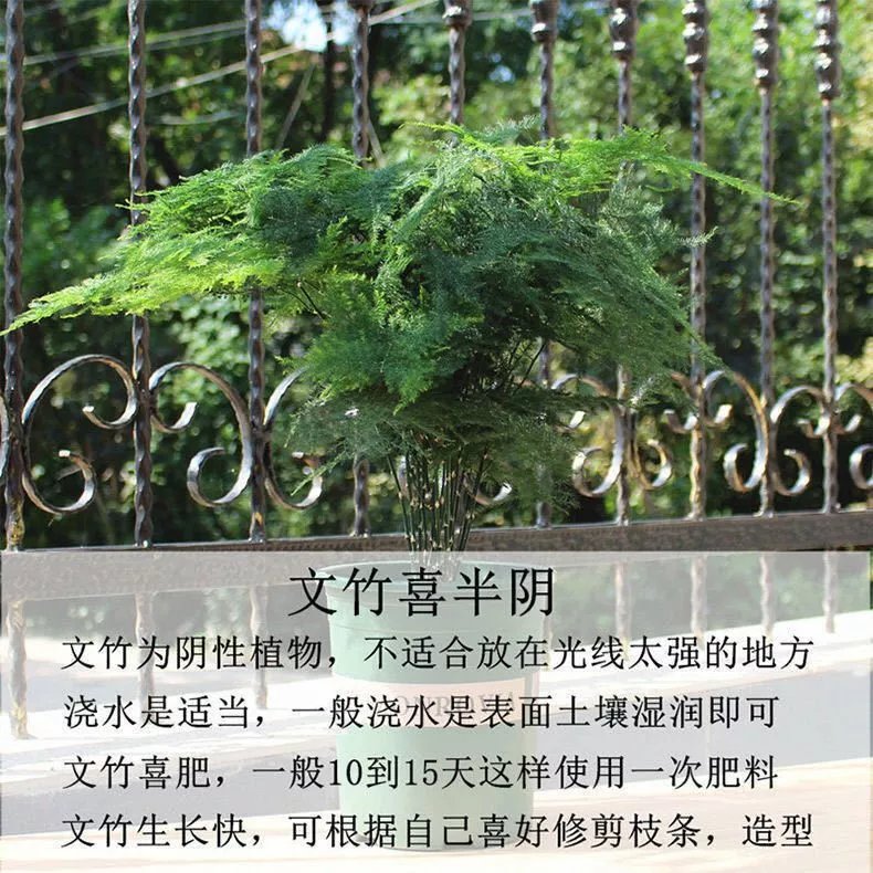 12，【精選】文竹大苗四季常青盆栽綠植室內水培植物雲竹盆景帶盆花卉 小文竹(一份不含盆)10cc 文竹原土()肥