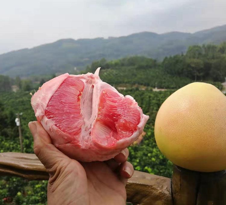 红蜜柚红肉红心柚当季水果广西沙田柚 精选 自家果场一级红柚 3-4个装