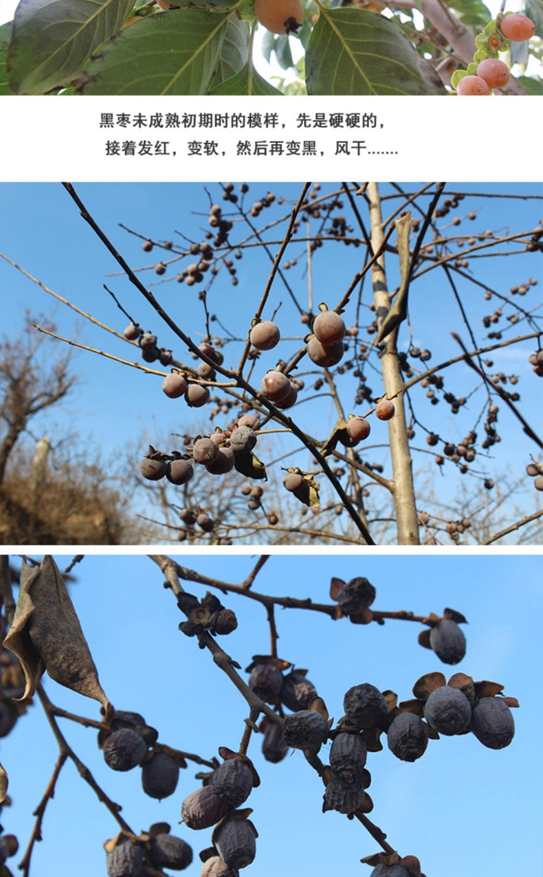 野生无核黑枣500g袋河北涉县软枣特级大乌枣君迁子特产新小柿子免洗5