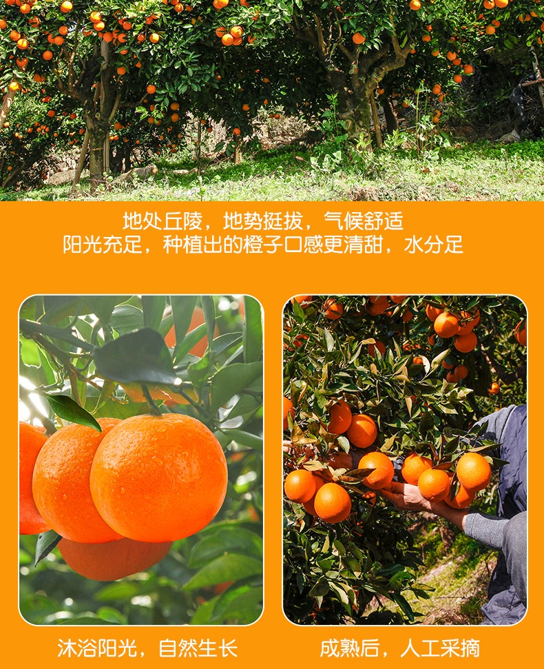 爱媛（定制改）_05.jpg