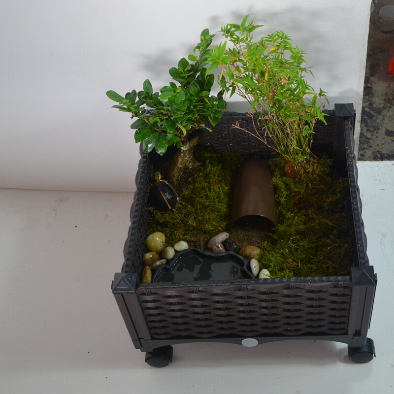 【店铺推荐】黄缘龟专用缸环境养殖造景半水龟箱雨殖垫材黄缘龟龟养殖