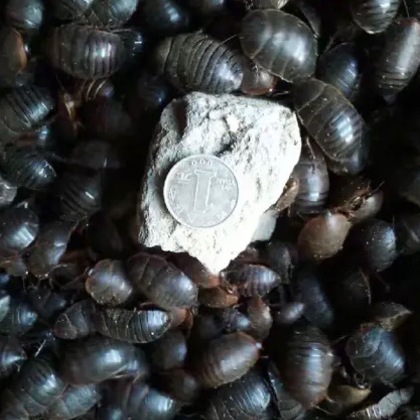 伟博沂蒙山活土元活体土元干品土鳖地鳖虫土鳖子活体500g野生活土元