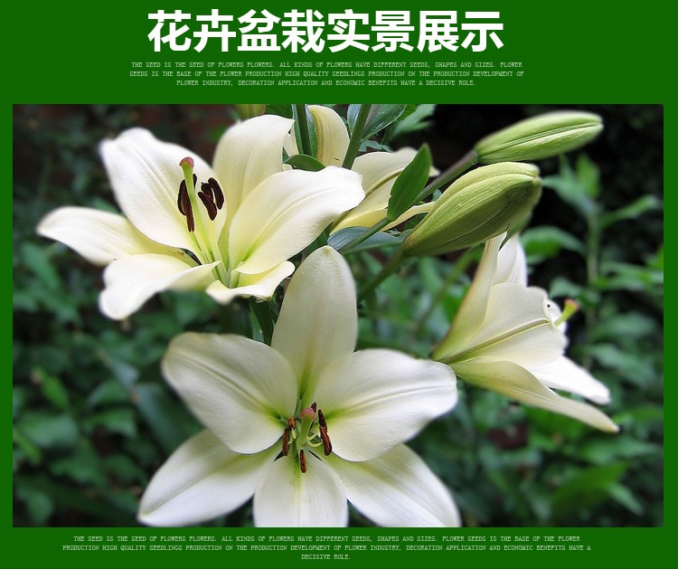 花无痕百合花种球带芽香水百合种球百合花种子球根百合花卉百合植物百合盆栽红色百合 懒人盆 土含盆 图片价格品牌报价 京东