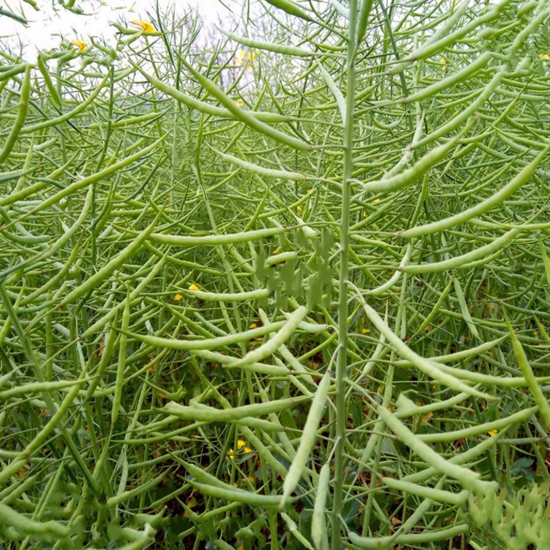 出油率高油菜花种子高产耐寒抗倒适应性广油菜籽 丰油737/100克
