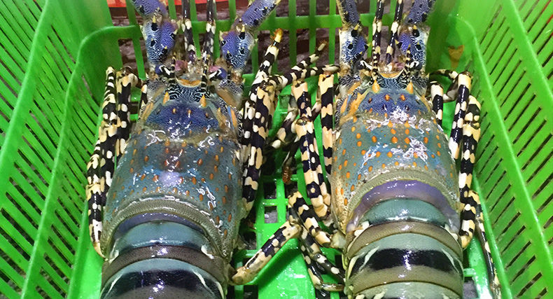 花龙虾鲜活生冻大龙虾海捕超大澳洲青龙虾波士顿龙虾新鲜速冻龙虾