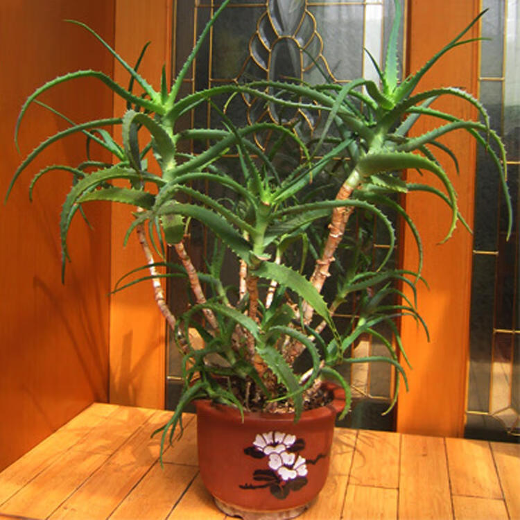 食用龙爪菊芦荟盆栽木立芦荟苗木剑芦荟多肉植物芦荟花卉盆景 20厘米