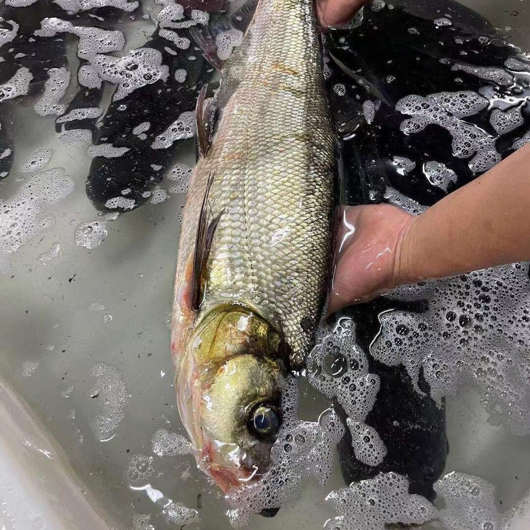 lism大翘嘴鱼米级翘嘴白鱼新鲜活淡水大白刁子鱼白条鱼2斤整条 活鱼现