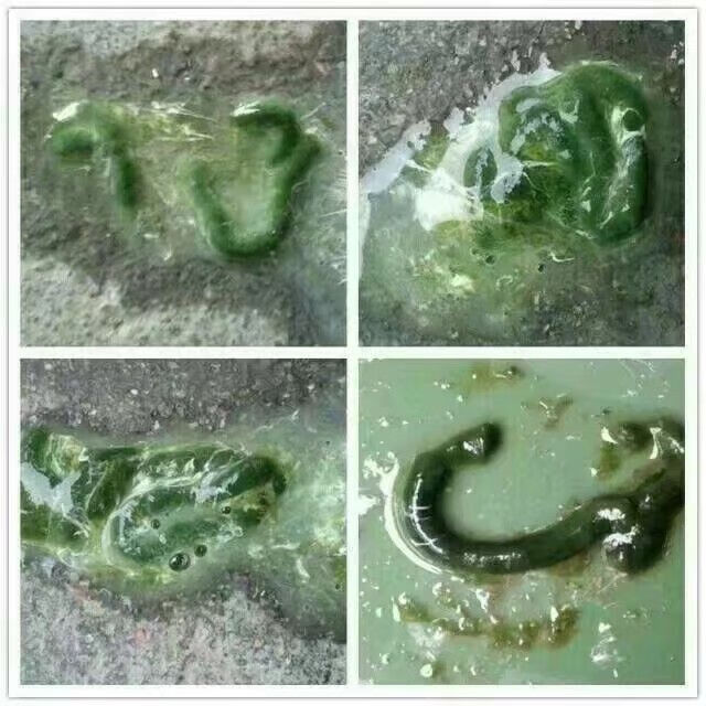 鸽子用品鸽药赛鸽中药粉肠道调理水稀便信鸽呼吸道毛滴虫粉剂赛鸽麟钙