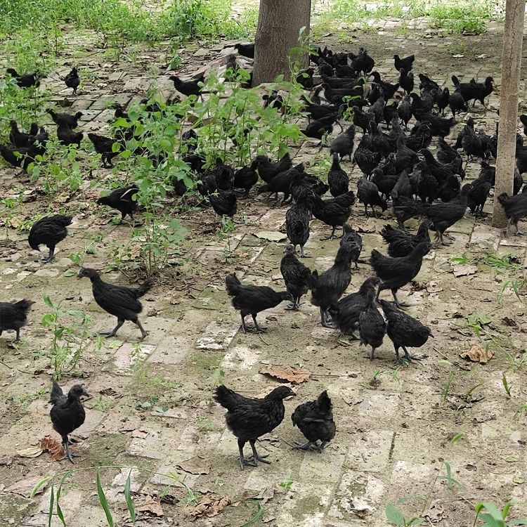 正宗半大五黑鸡脱温苗土鸡五黑一绿鸡绿壳蛋鸡乌骨鸡黑乌鸡 半斤左右