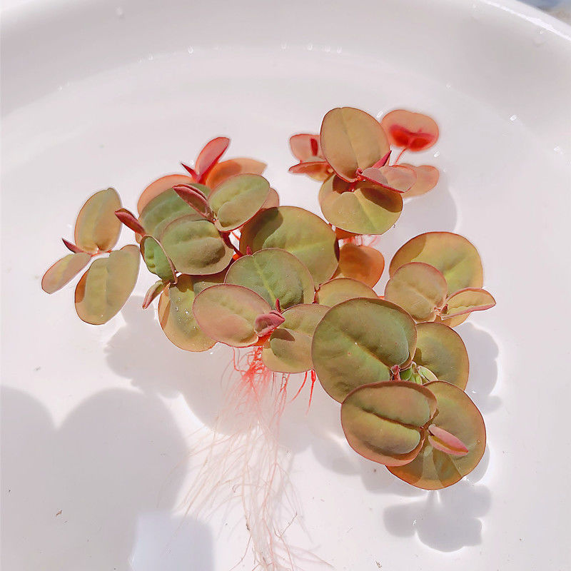 上新水浮莲水养草红毛丹苗水生植物池塘鱼缸造景养殖净化水质水培花卉