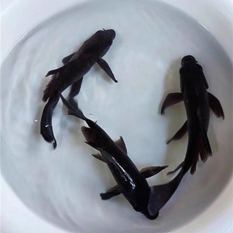 荣郁台湾纯种黑蝴蝶鲤黑彗星黑色活体冷水淡水招财风水鱼龙凤鲤观赏鱼