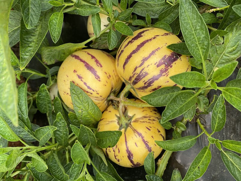 媚调云南石林风化岩人参果黄心大果 新鲜树上熟圆果5斤黄肉水果 圆果