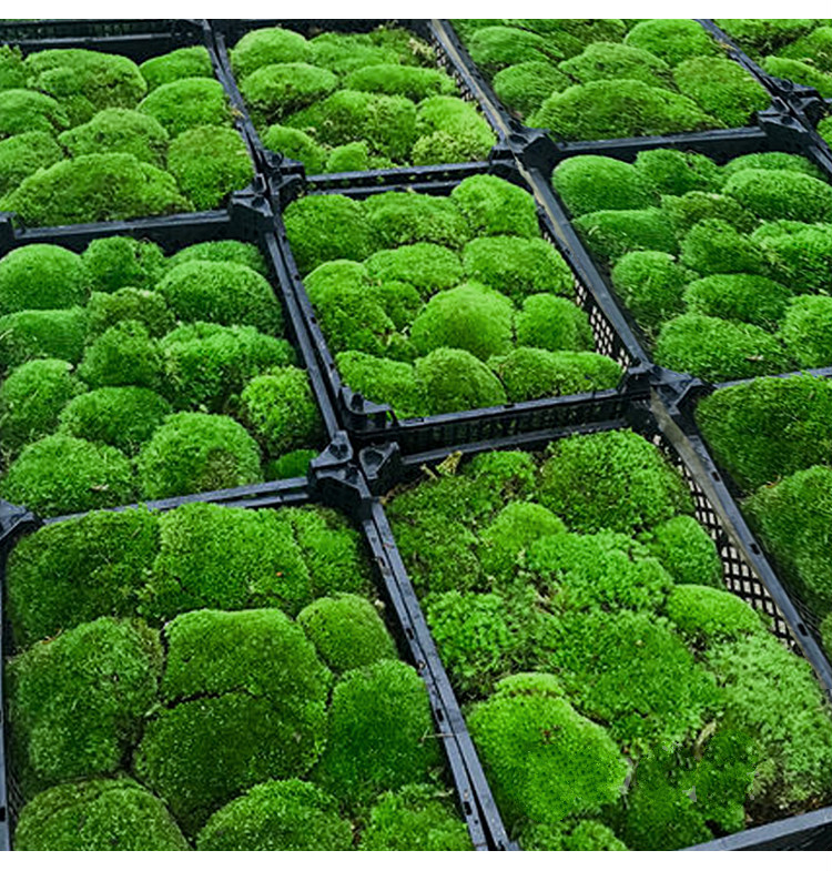 永生苔藓植物墙白发藓装饰画苔藓青苔盆景造景绿苔藓z6 大灰藓30*30