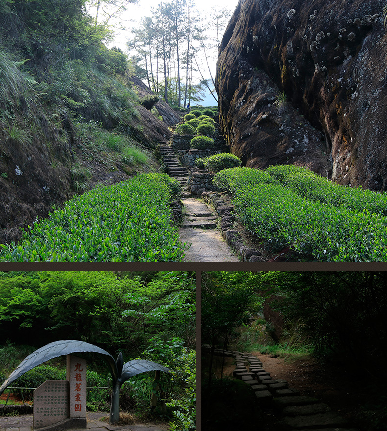 九龙窠母树纯种大红袍茶叶奇丹三坑两涧武夷山岩茶