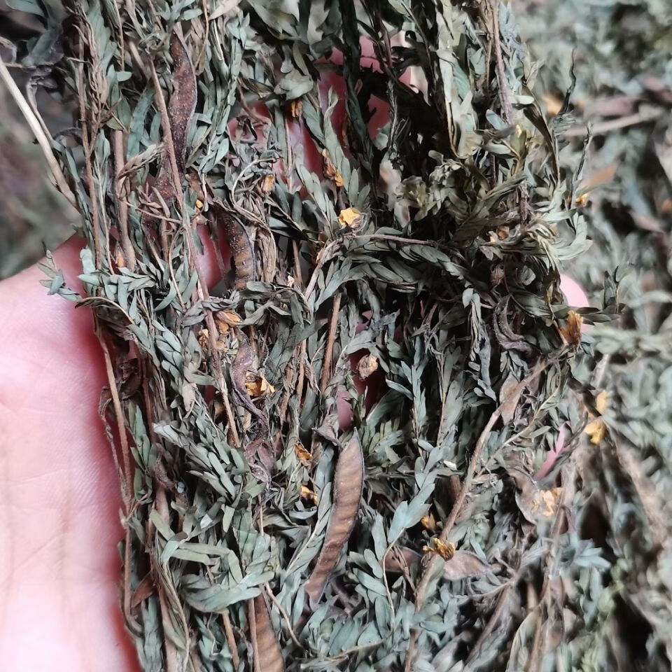 草药铁甲草软肝草坡扁柏干货新鲜晒干无硫磺250g