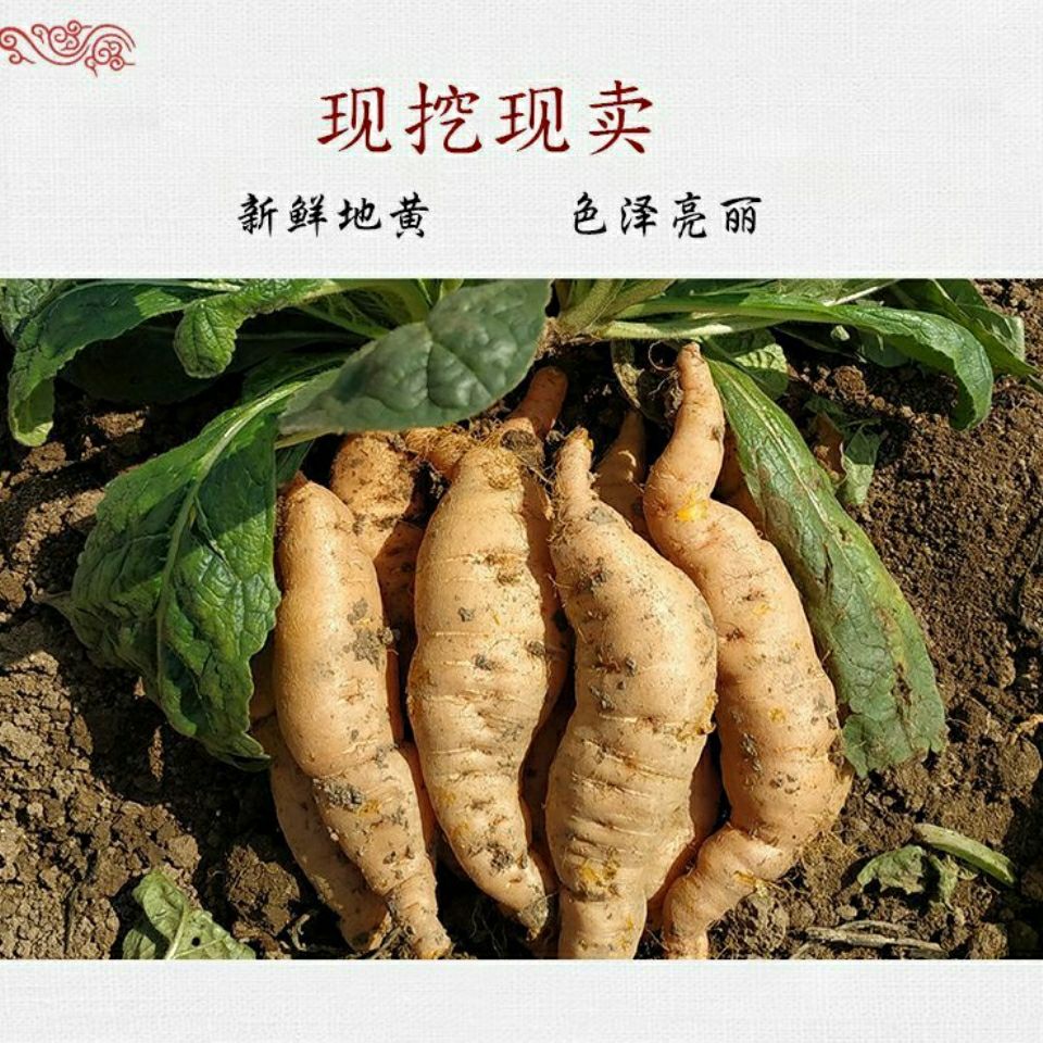 伟博 鲜地黄河南焦作怀地黄地黄根新鲜地黄种子生地黄现挖现发大个