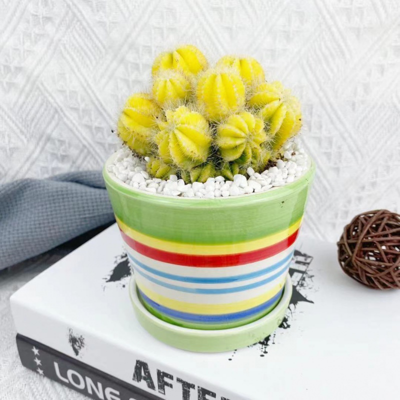 多头金冠仙人球多肉植物好养室内阳台桌面植物 多头黄银冠(8-10cm) 原