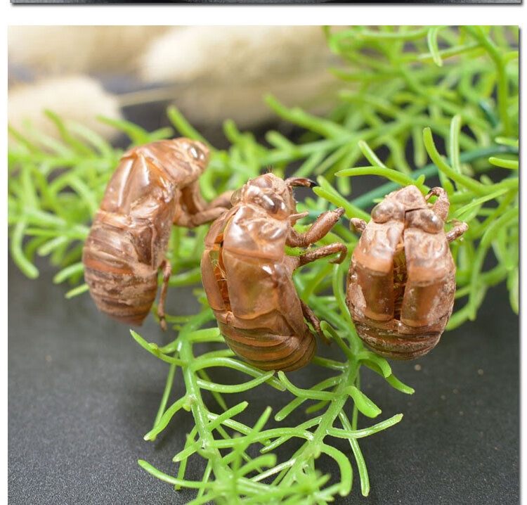 北京同仁·堂原料蝉蜕知了皮500g野生蝉衣 蝉蜕壳 爬了猴 虫退 马叽鸟