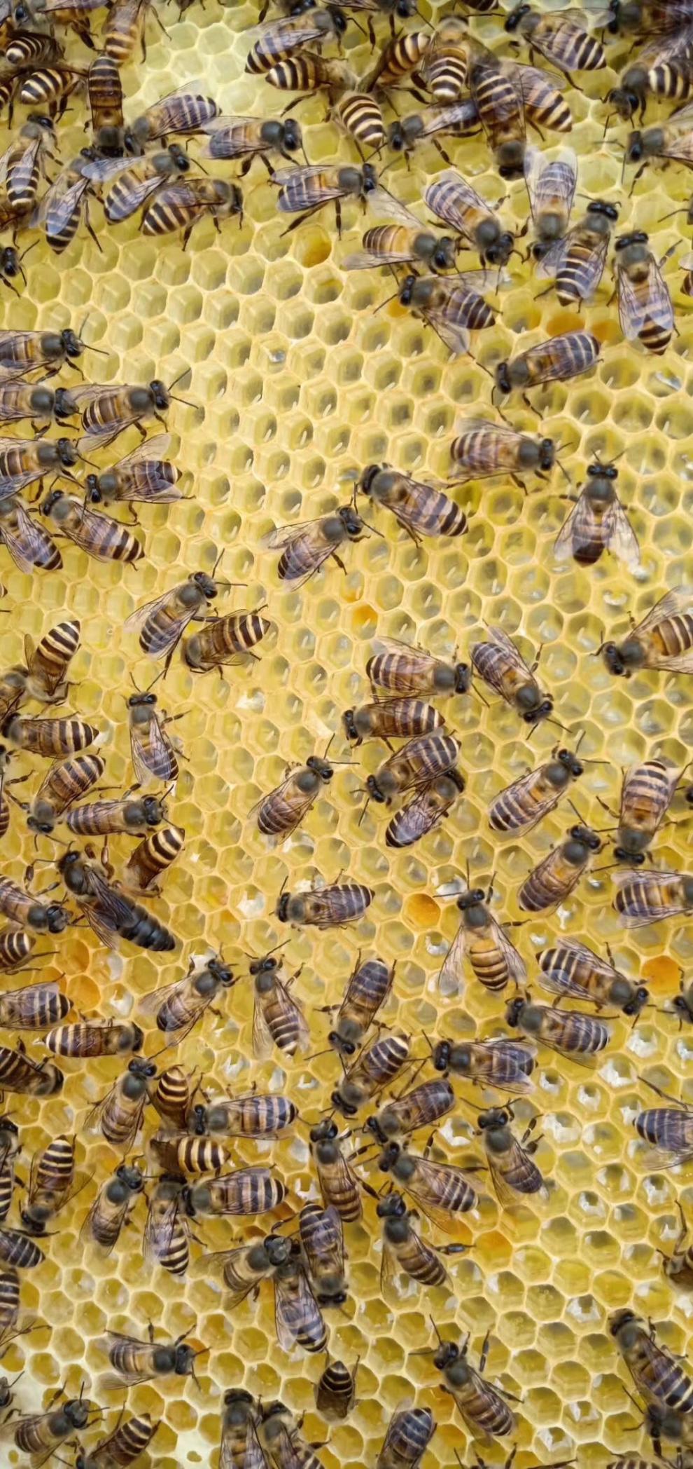 意蜂王 中蜂王 意蜂处王 高产蜜王 蜜蜂王王 采缇 中蜜一号处王【图片
