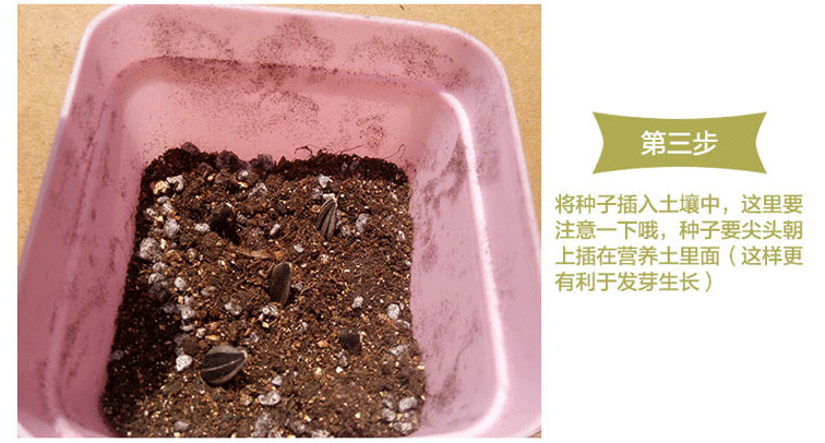 矮向日葵种子套餐四季播观赏食用向日葵室内阳台盆栽花卉植物种子矮