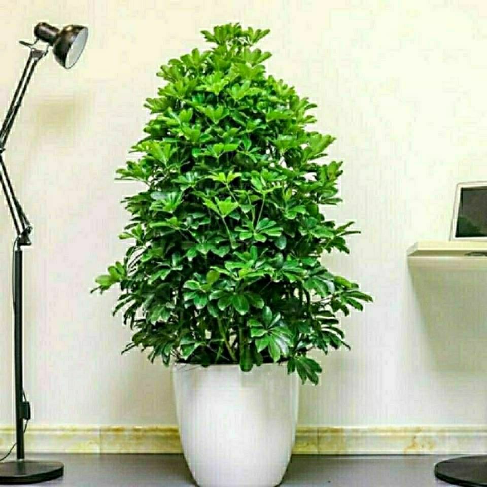 大型八方来财鸭脚木植物室内阳台客厅绿植盆栽花卉七叶莲 八方来财80